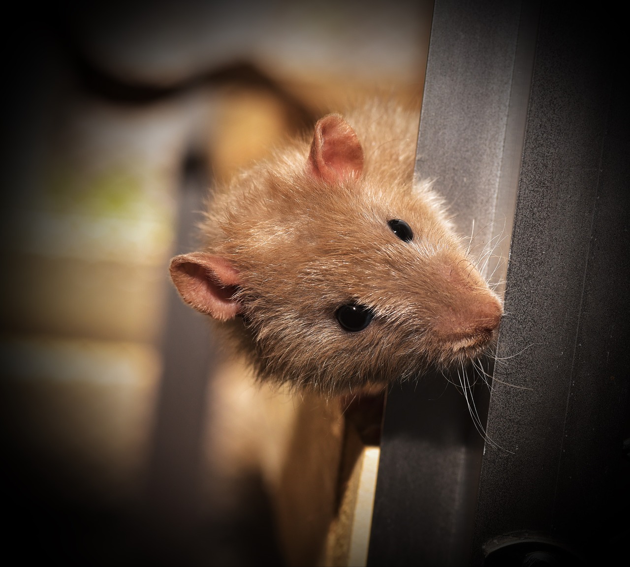 Ratte im Hotelzimmer ist kein Reisemangel