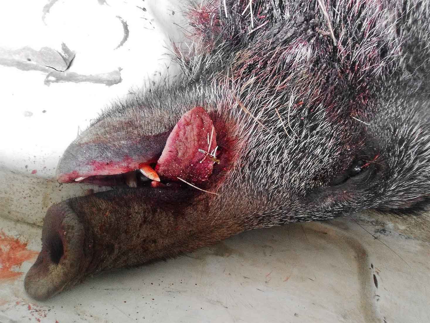 Wildunfälle: Keine Kostenerstattungspflicht